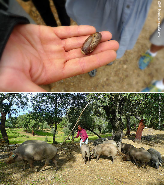 acorn; black hoof pigs feeding on acorn