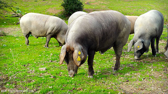 Iberian hogs