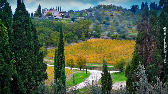 a scene from Fonterutoli in the Chianti wine country, Tuscany