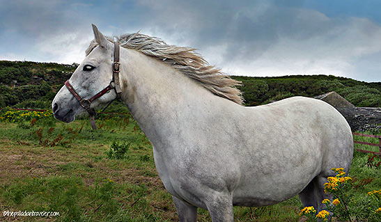 white horse along the road to Limerick