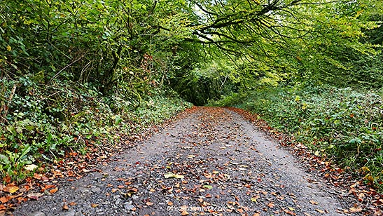 the woods at the Ashford Castle grounds