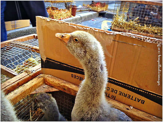 ducks for sale at Libourne's fresh food market