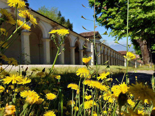 archway leading towards Monte Berico with flowers in the foreground, Vicenza, Italy