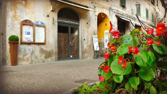 flowering plant at the side of an Orvieto street
