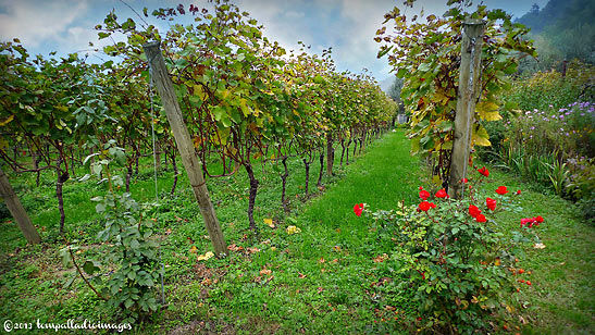 a vineyard of Azienda Agricola Fratelli Pisoni in Valle dei Laghe, Trentino, Italy