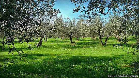an olive grove at the Ragani Olive Mill
