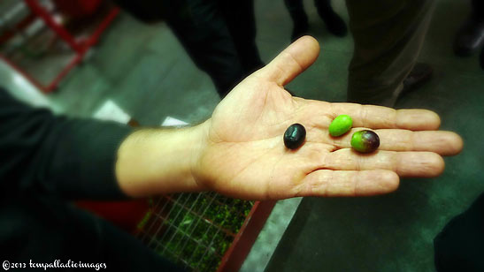 Ragani Olive Mill owner Emanuele Ragani with 3 varietals of olives