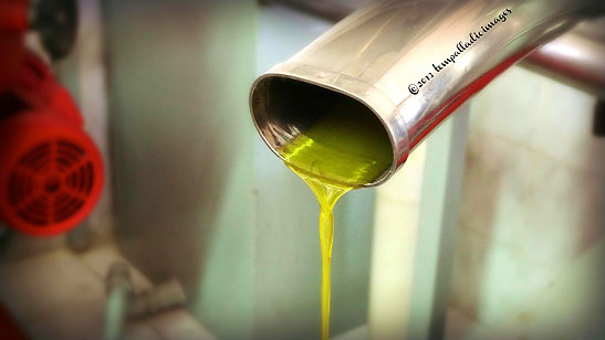 extra virgin olive oil from the Ragani Olive Mill