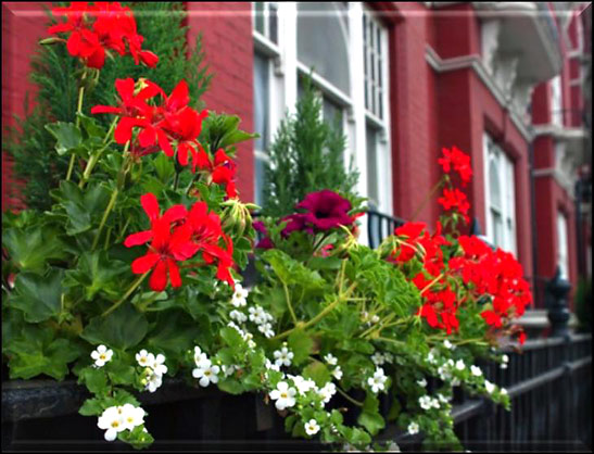 flowers on the side of a central London street