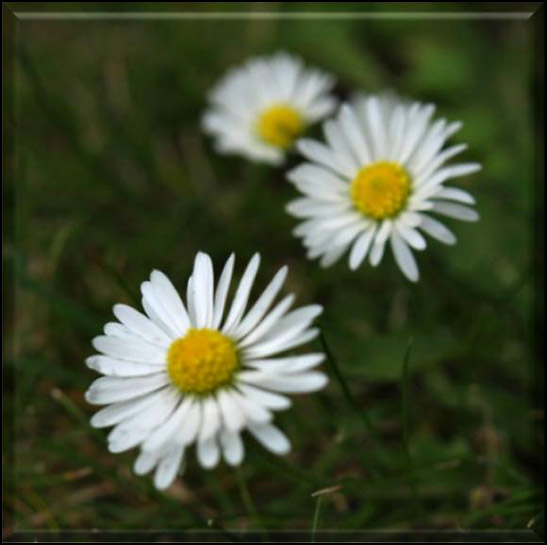 daisies