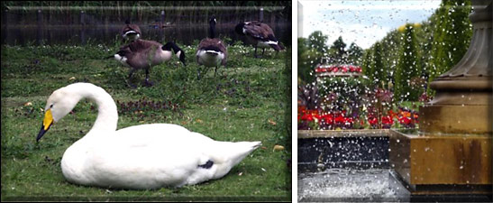 left: a swan with a group of Canada geese in the background; right: a fountain at The Regent's Park