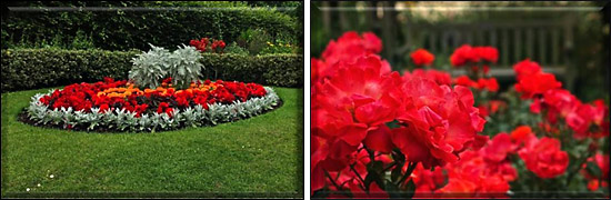 flowers at The Regent's Park, central London, picture 1