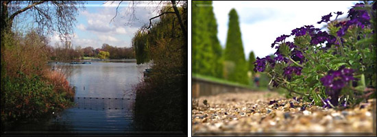 pond and flowers at The Regent's Park, central London, picture 3