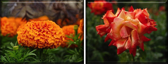 flowers at The Regent's Park, central London, picture 3