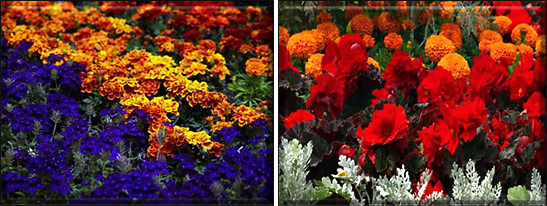 flowers at The Regent's Park, central London, picture 4