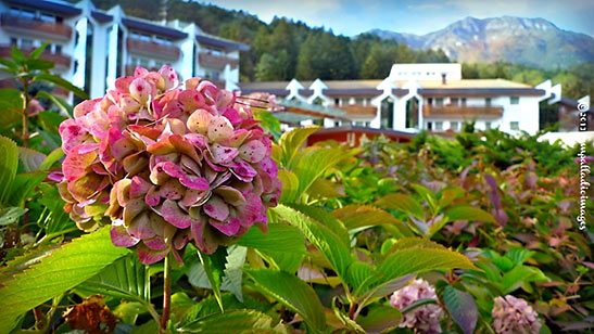 flowers at the Grand Hotel Terme, Trentino region, Italy