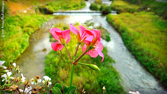 the Sarca River with a flower in the foreground