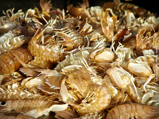 fresh produce at the fish market at Senigallia's port