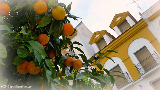 orange tree on a cobbled street in Seville