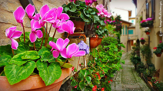 hanging flower pots along a street in Spello