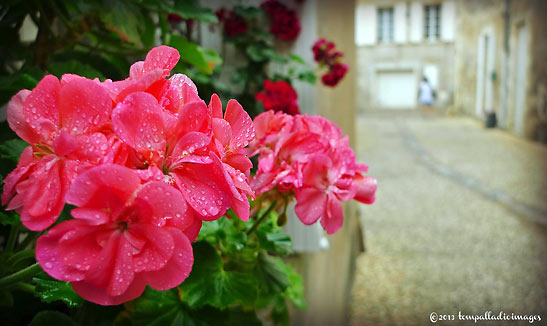 flowers on the side of a road in Saint-Emilion