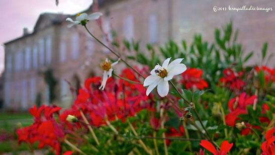 bee on a flower, Saint-Emilion