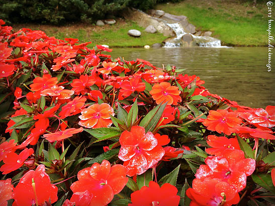 red flowers by a pond at the Terme di Comano