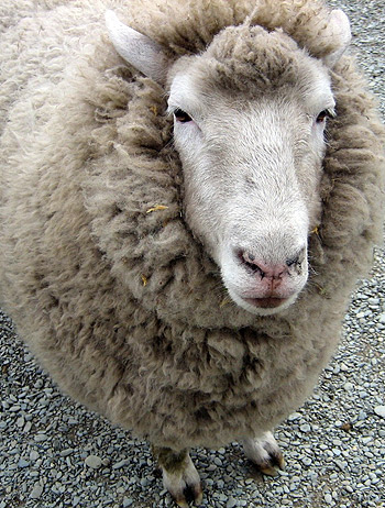 sheep at the Walter Peak High Country Farm, South Island, New Zealand